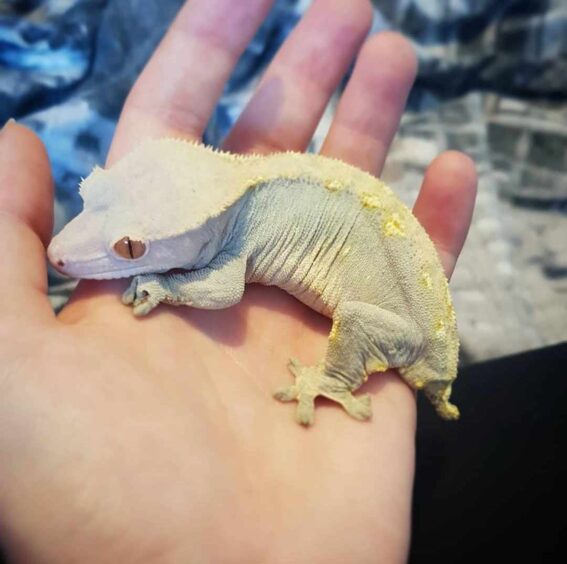 Ziggy the gecko