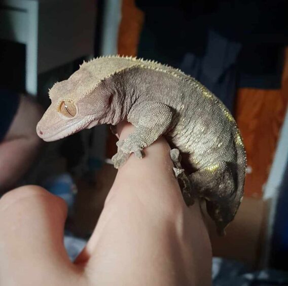 Ziggy the crested gecko on his Aberdeen owners hand