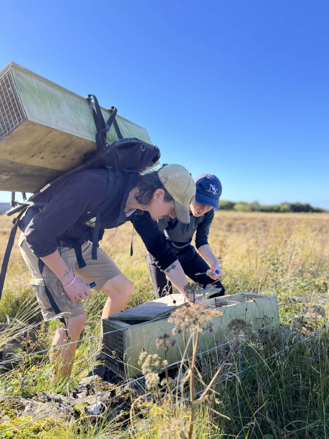 Orkney's big invasive stoat problem Meet the team eradicating them