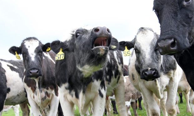 Some of the herd at Robbie Newlands' Cluny Farm, near Forres.