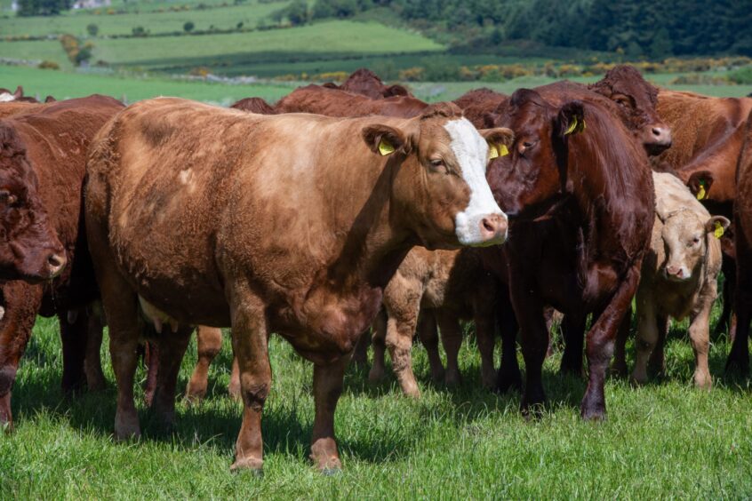 A few of the herd at Darnford. 