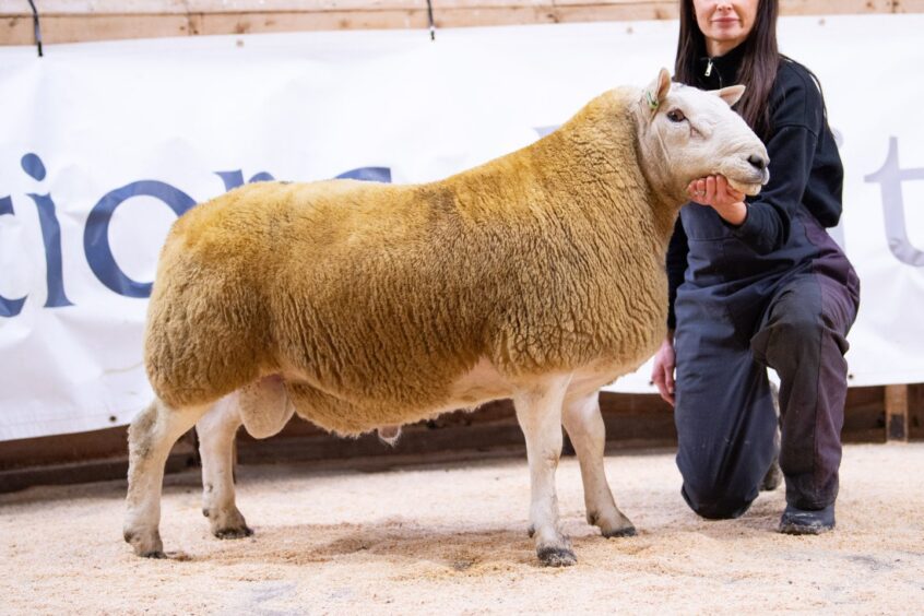 Martyn Cook's Dorrery Dynamite sold for £20,000.