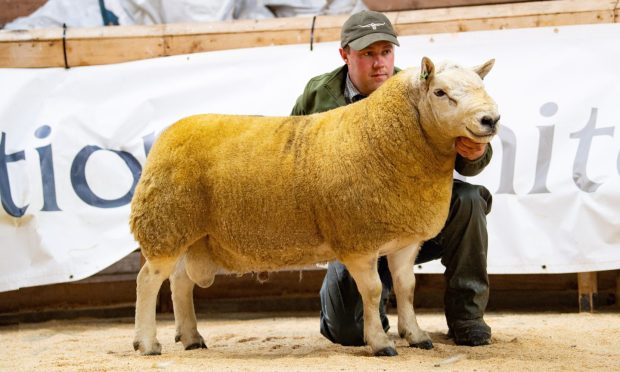 This sale topper from the Dorrery flock sold for £22,000.