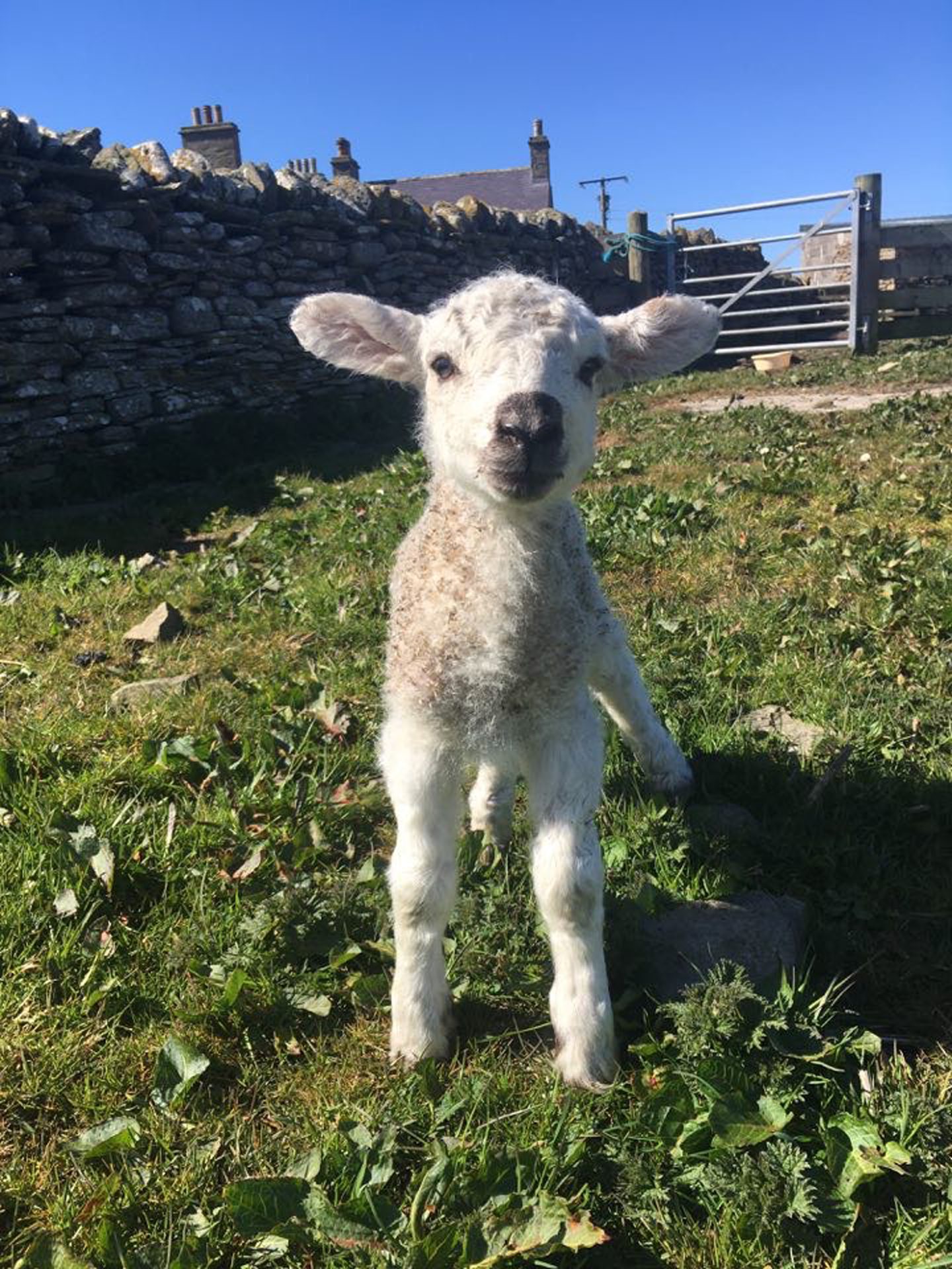 A lamb on Orkney 