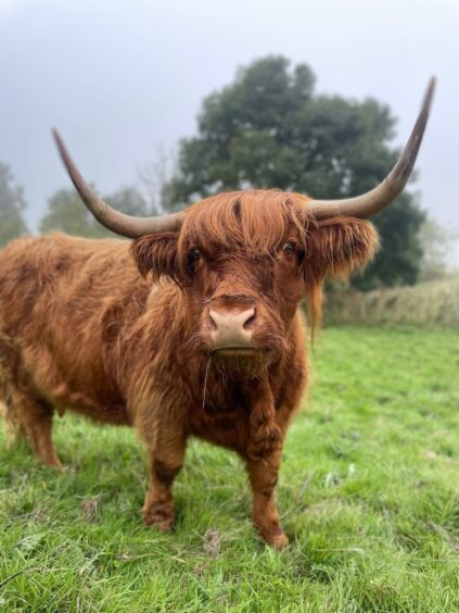 One of James' Highland coos. 