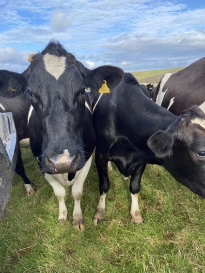 Dairy cows in Shetland. 