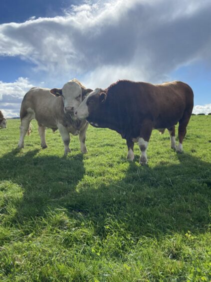 Bulls in the field near Alyth. 