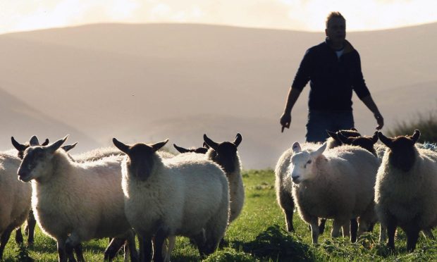 A Scottish sheep farmer herding his flock.