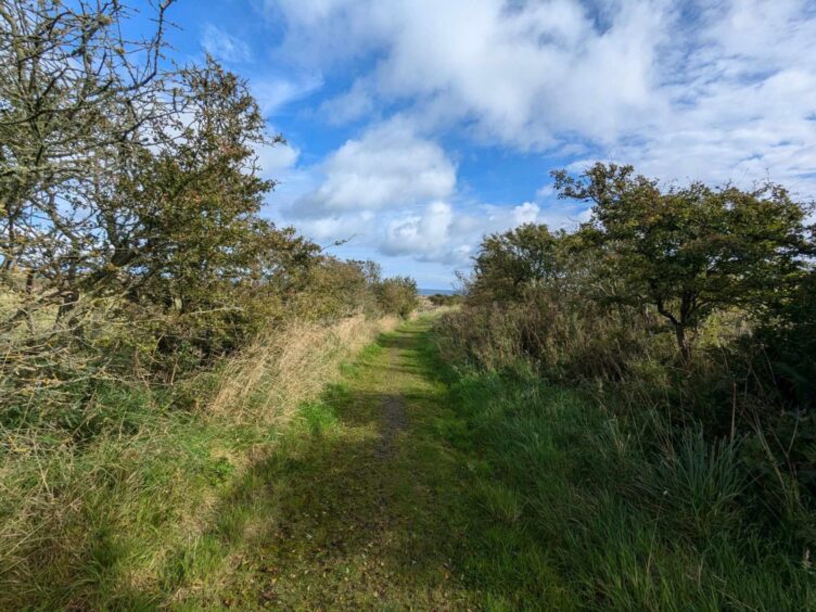 A track leading down to Sandford Lodge. Image: Gayle Ritchie.