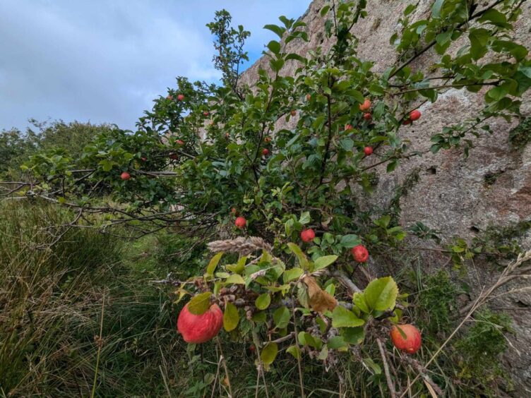 The walled garden at Sandford Lodge which bears apples. Image: Gayle Ritchie.