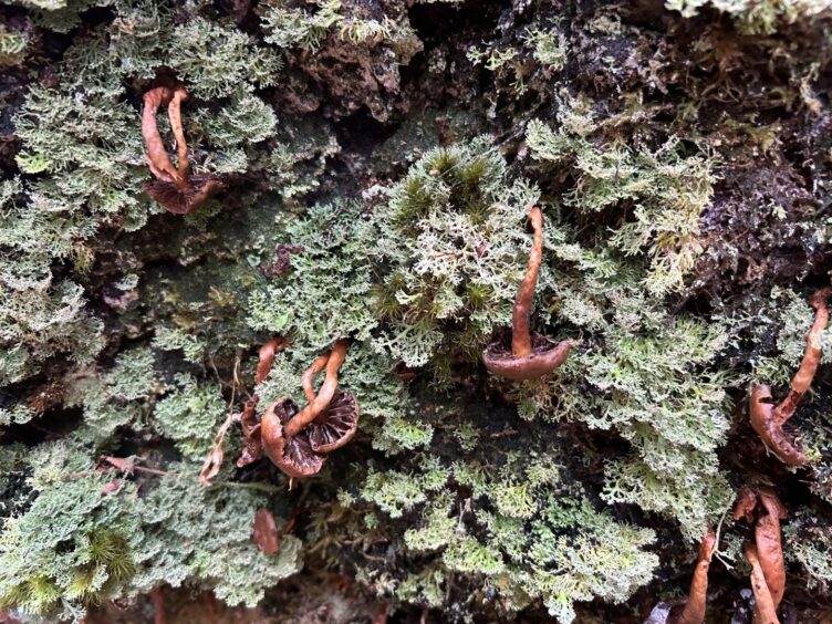 Skipinnish Oak epiphytes.