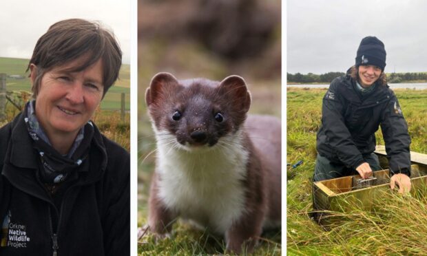 Meet the people working and volunteering to eradicate stoat's from Orkney. Image: Orkney Native Wildlife Project / DCT Media