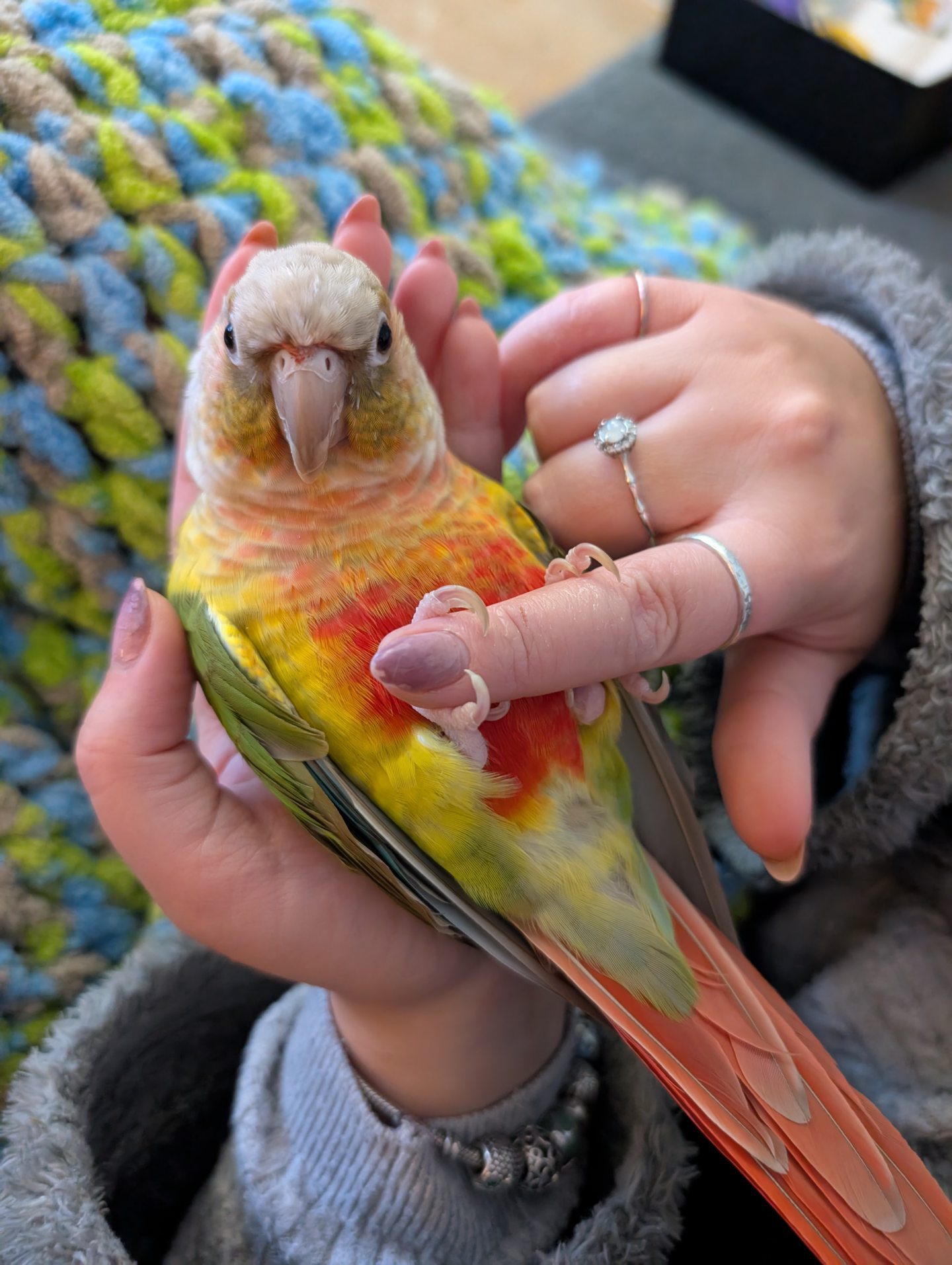 Tofu lying on his back on Jade's hand, with his feet clinging to her finger