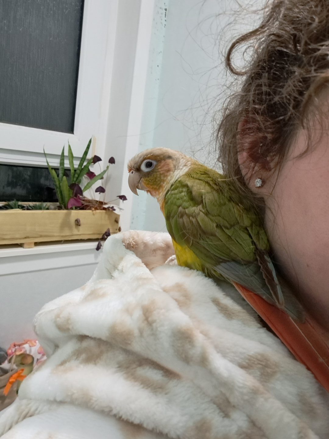 Aberdeenshire owner Jade with Tofu the parrot on her shoulder