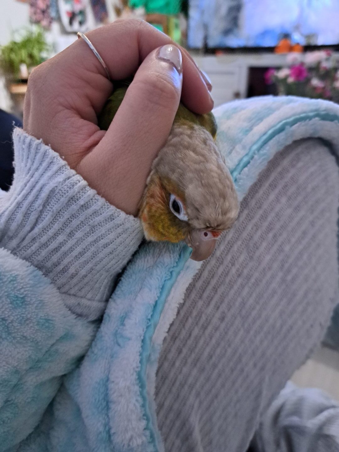 Tofu getting cuddles on the couch