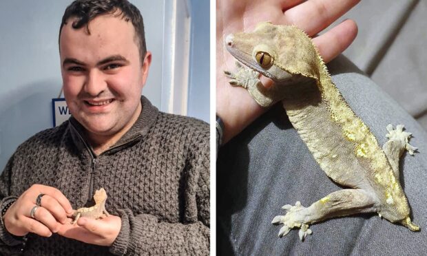 Ziggy the crested gecko and her Aberdeen owner Jack.