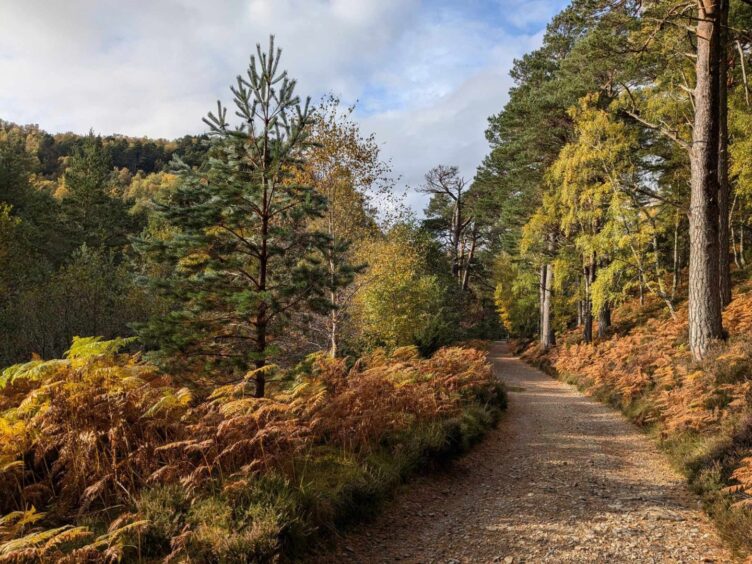 Autumn colours along the Beaver Trail at Rothiemurchus. Image: Gayle Ritchie.