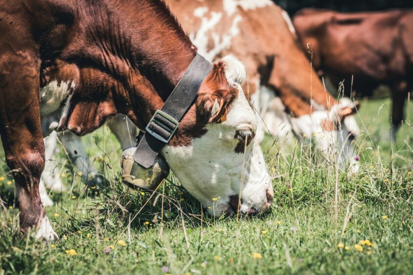 Cattle grazing