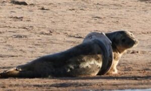 The seal has been spotted around the Ythan. Image: Tony Green/Ythan Seal Watch