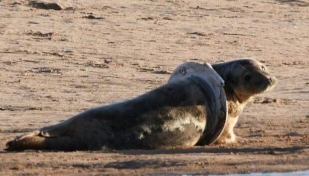 The seal has been spotted around the Ythan. Image: Tony Green/Ythan Seal Watch