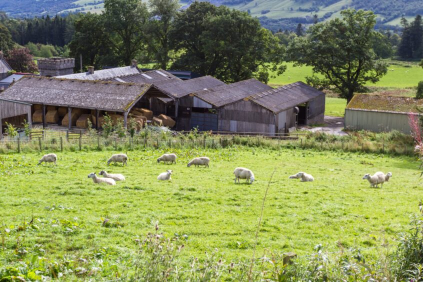 Sheep farm in the Scottish Highlands. 