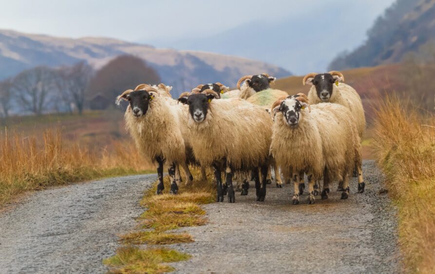 Scottish Blackface sheep on a single track road on Mull. 