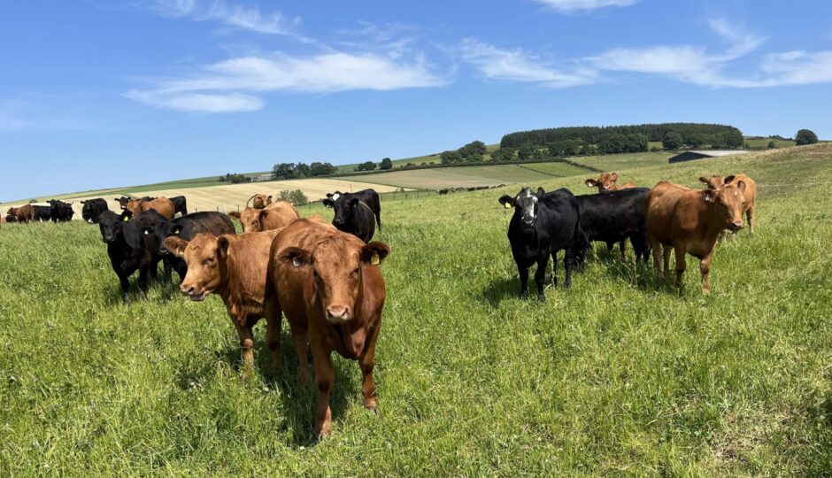 Deeside Monitor Farm bulls.