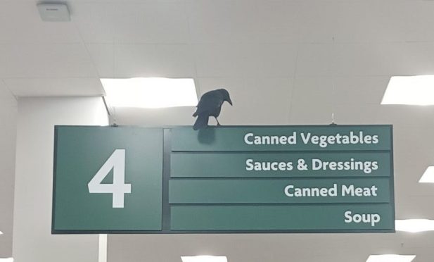 "Russell Crow" at Morrisons in Aberdeen.