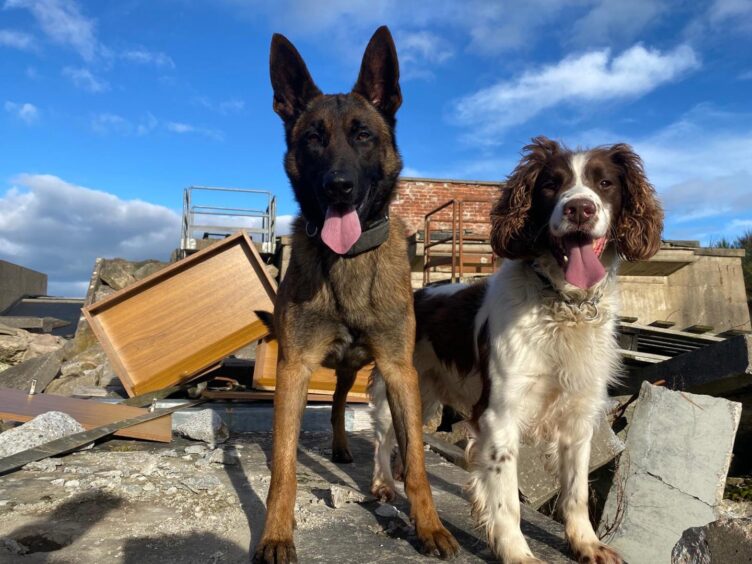 Search and rescue dogs Coorie and Mac looking alert and happy at a natural disaster site overseas