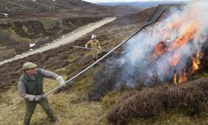 Iain Hepburn carrying out muirburn with a firefighter. Image: Trevor Martin