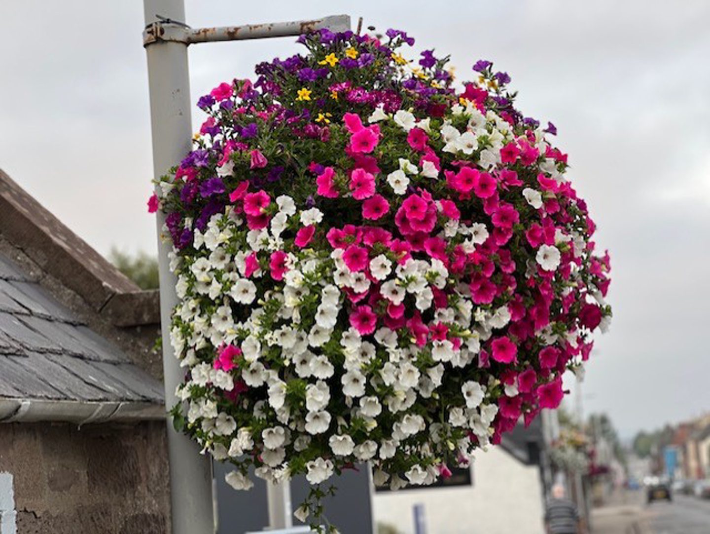 A Laurencekirk hanging basket 