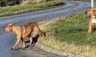 Two of the dogs that have been seen roaming the streets in Hilton. Image: Supplied by Nicole Ramage.