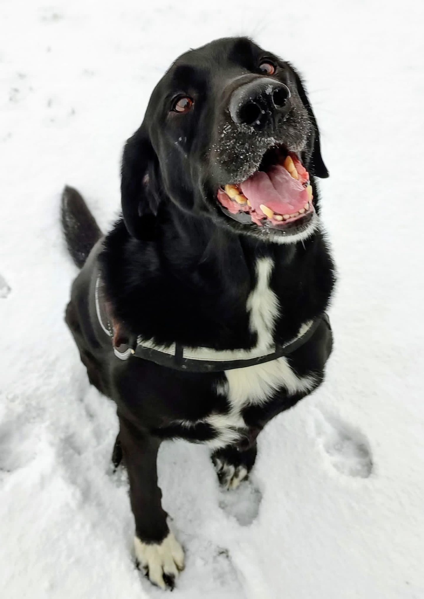 Thor from Banff in the snow.