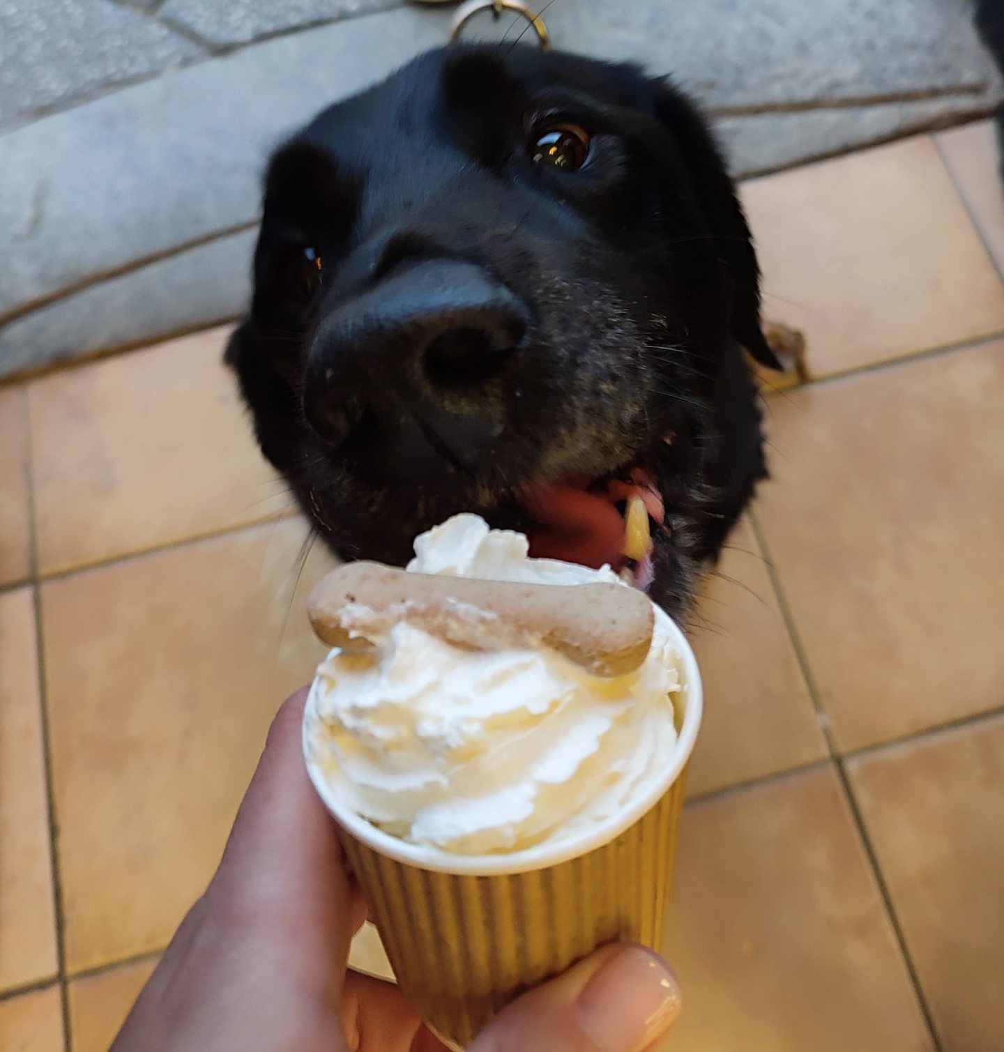 Thor from Banff loves a Pup Cup