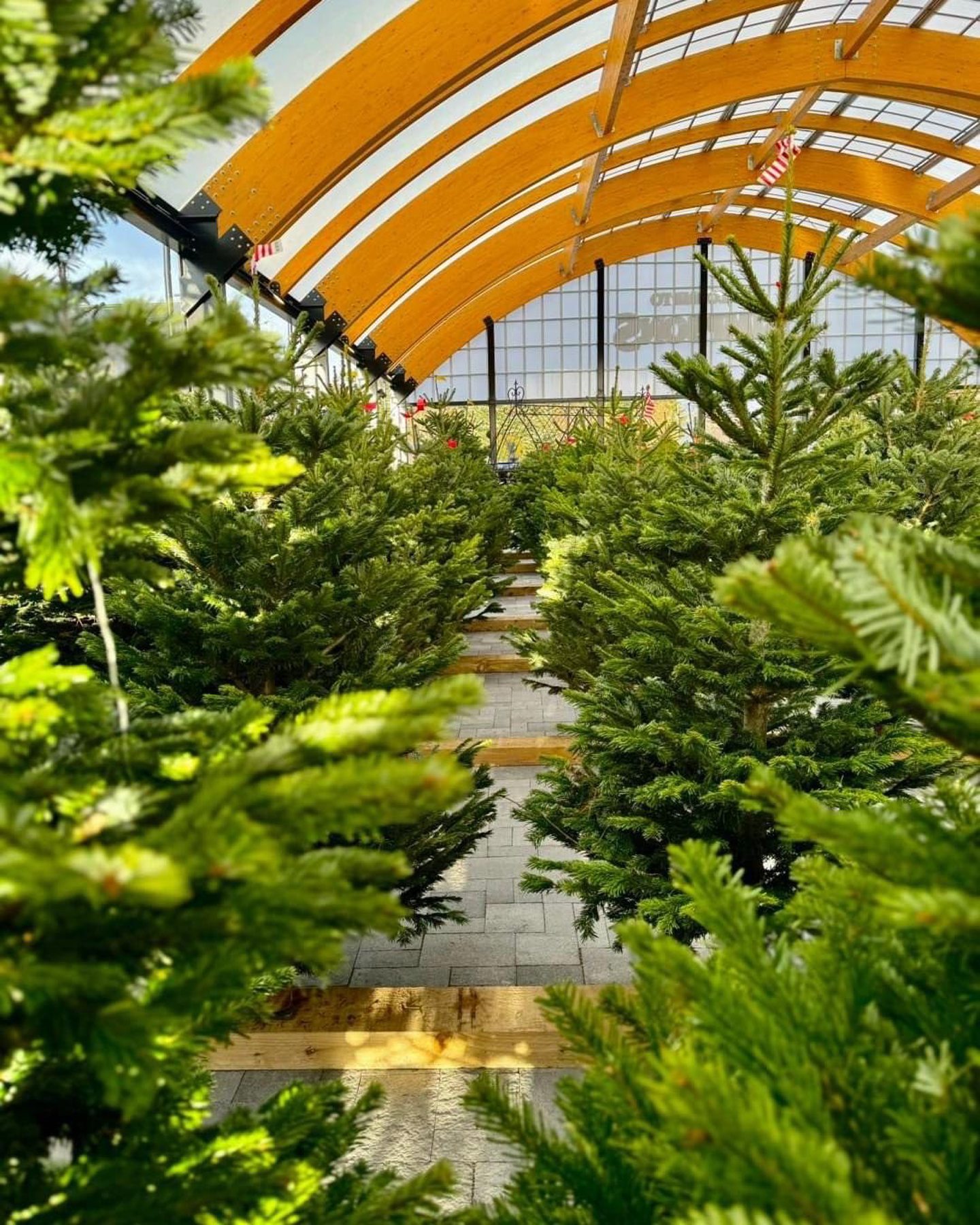 Christmas trees at Simpsons Garden Centres in Inverness.