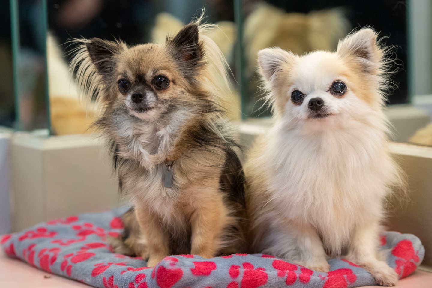 Rita (left) and Bridget the chihuahuas 