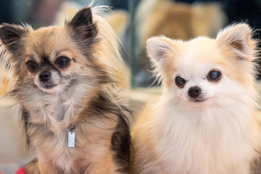 Rita and Bridget the chihuahuas at His Majesty's Theatre in Aberdeen for Scottish opera's Don Pasquale 