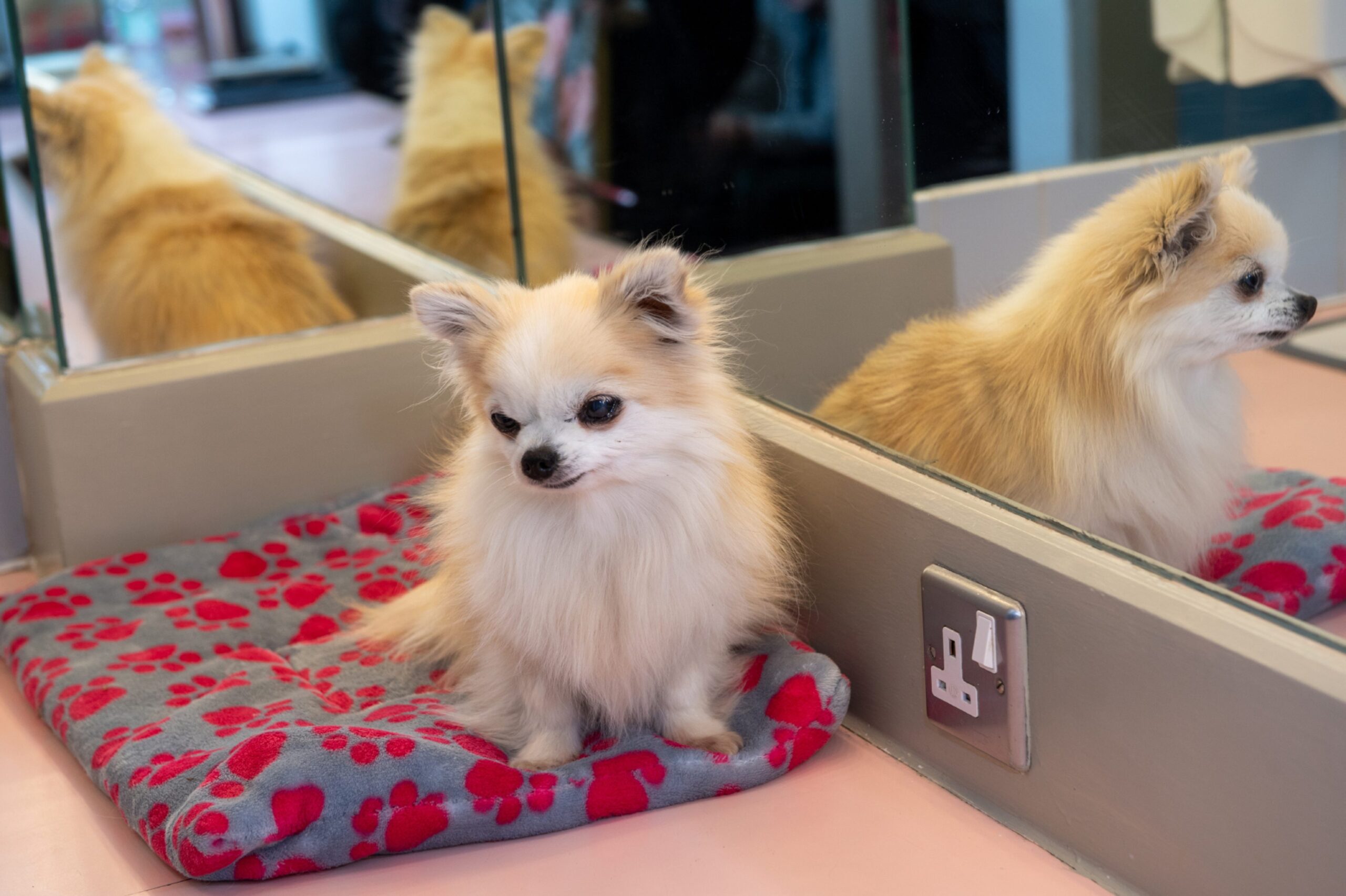 Bridget the chihuahua at His Majesty's Theatre in Aberdeen for Don Pasquale 