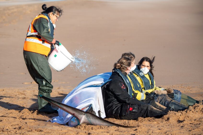 Stranded whale Balmedie beach.