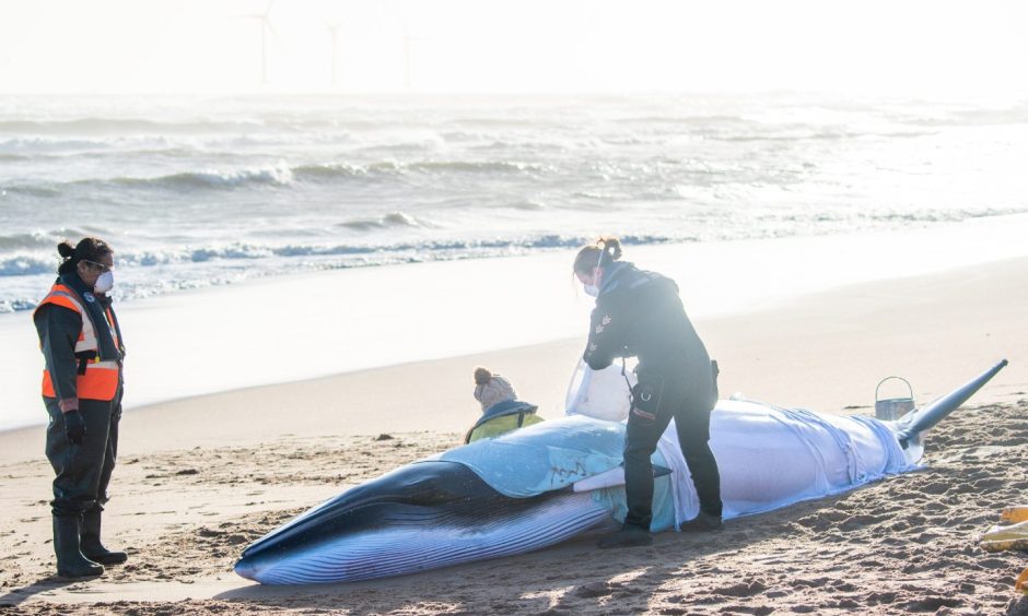 Stranded whale Balmedie beach.