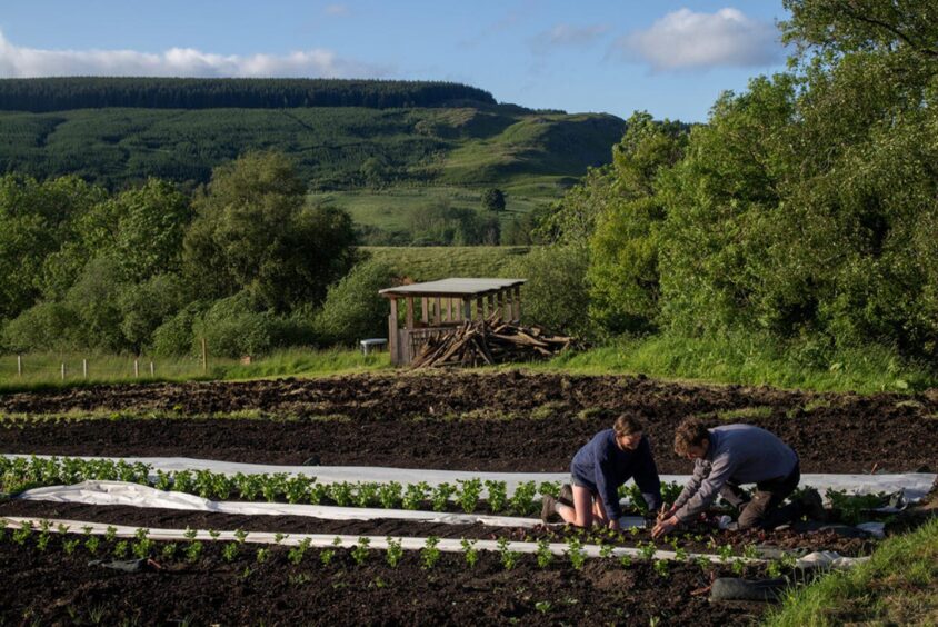 Planting activity on the farm.