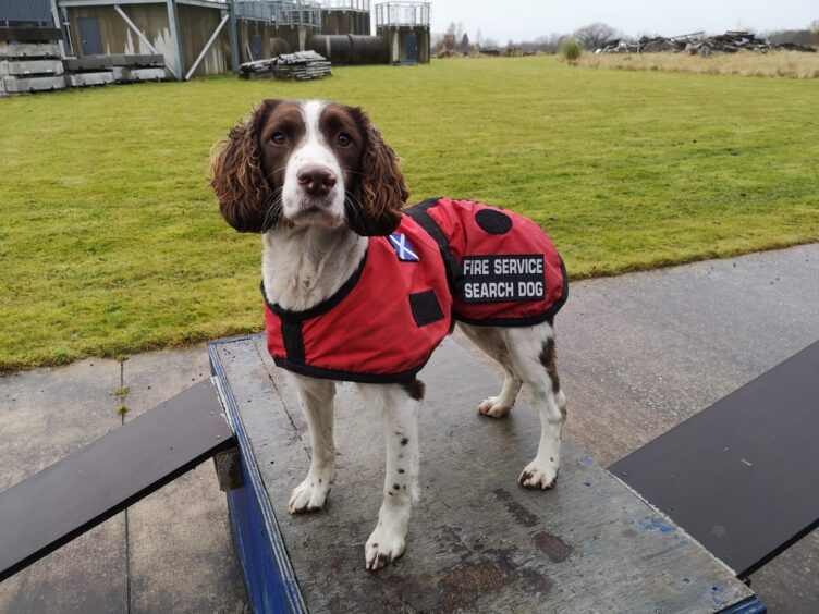 English springer spaniel Mac in his search and rescue coat. 