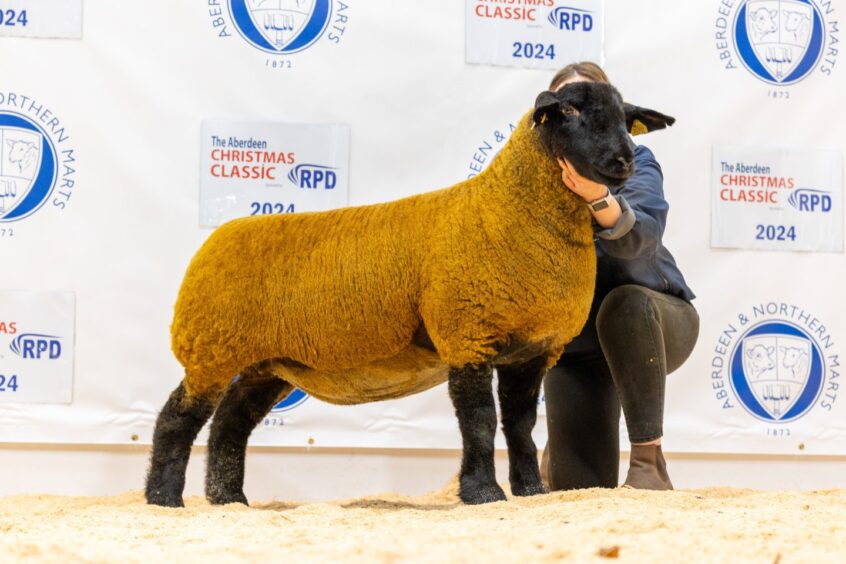 The Stuart family had the champion Suffolk.