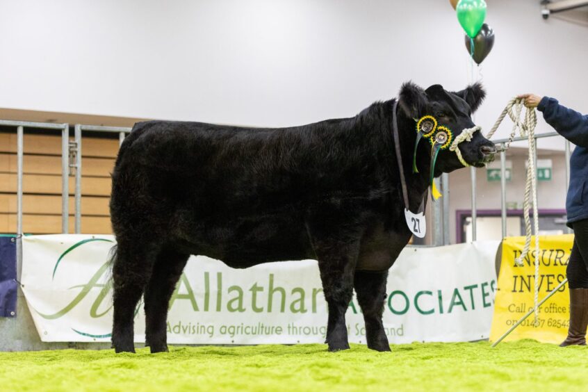 The overall yearling champion, Idvies Elisa Z150. 