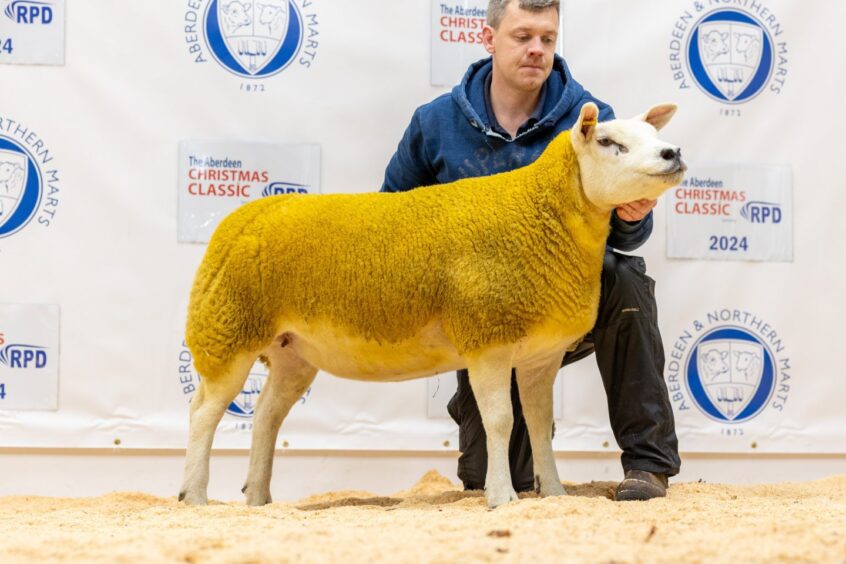 The Texel champion