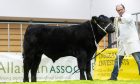 The Black Beauty Bonanza's overall calf champion.