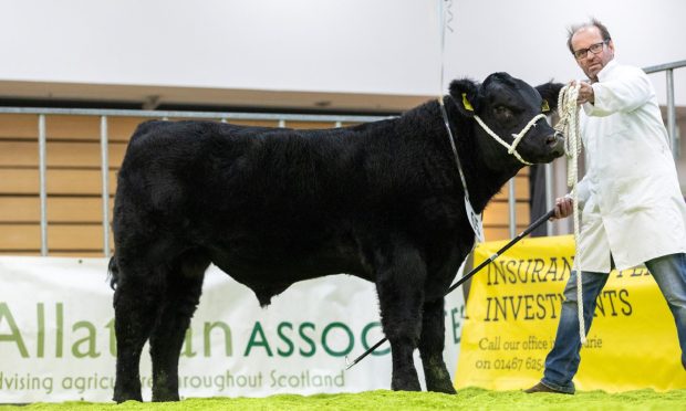 The Black Beauty Bonanza's overall calf champion.