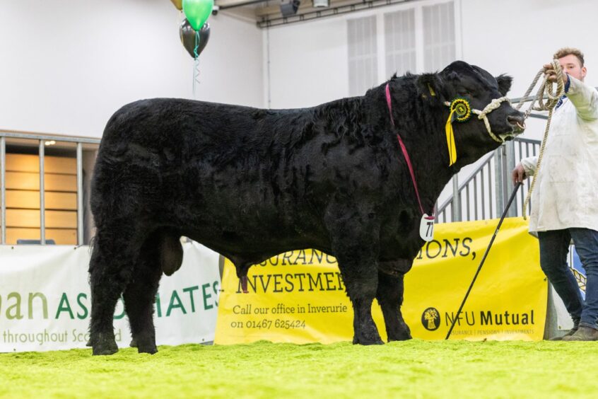 The yearling bull champion, Tonley Endpart Z105.