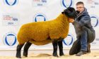 The Top price Suffolk at Thainstone.