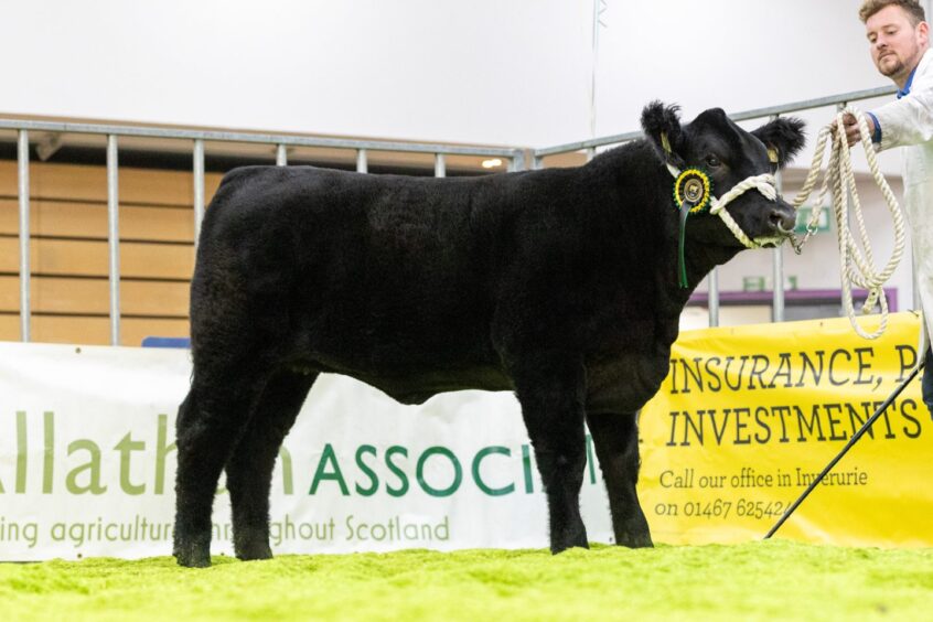 Heifer calf champion Tonley Princess. 